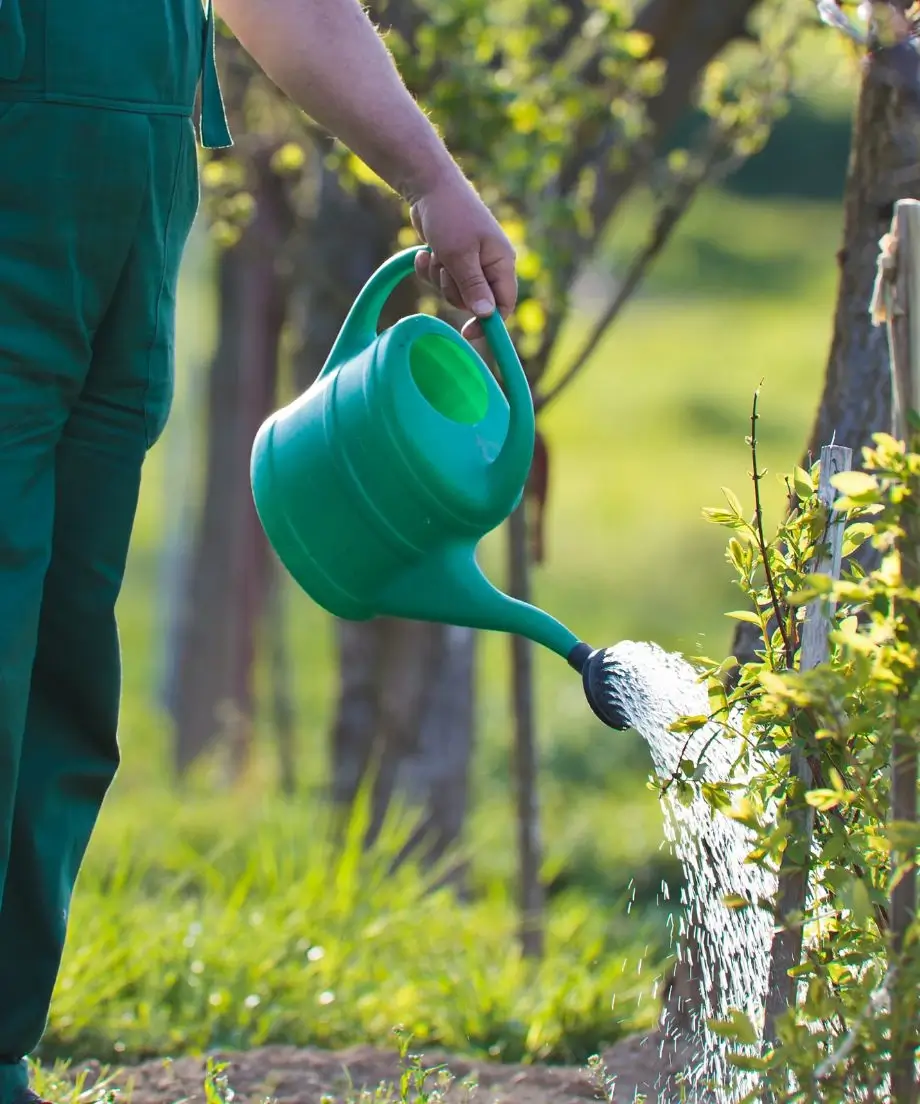 Mężczyzna, podlewająca konewką krzewy w ogrodzie