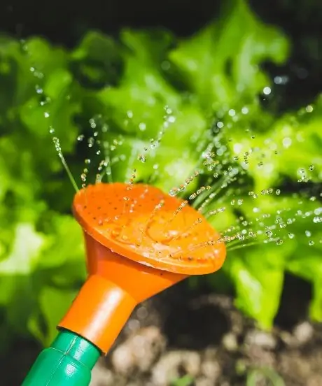 Woda lejąca się z konewki